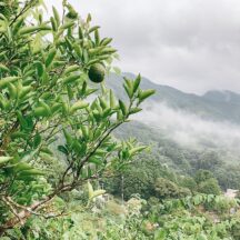幻の果実「ゆこう」の販売開始しました。
