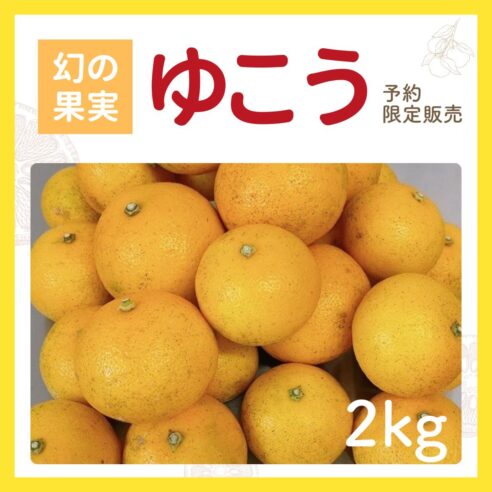 【予約限定販売】ゆこう果実（イエロー）　2kg